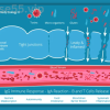 Body-Ecology-Detoxification-Training-Course-free-download